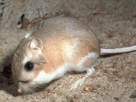 Соседство способствует выживанию кенгуровых крыс