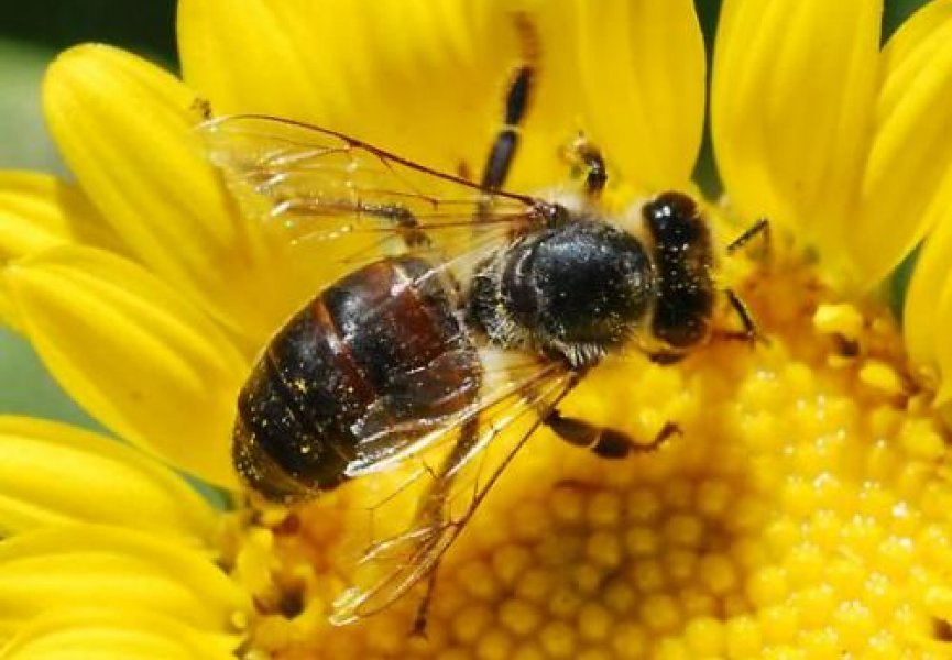 Дикие пчелы приносят больше пользы, чем медоносные