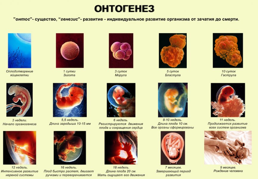 Индивидуальное развитие организмов