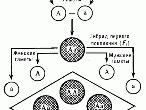 Особенности метода генетического анализа Менделя