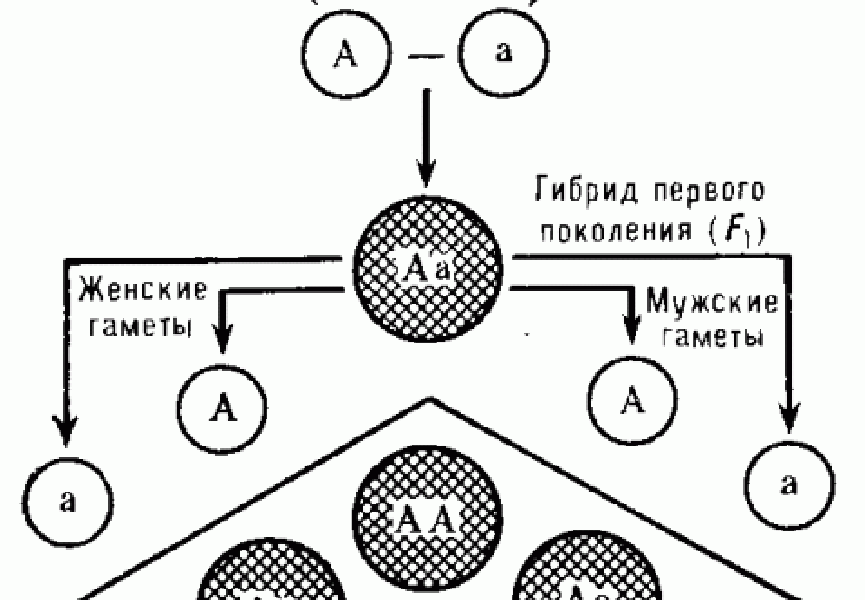 Особенности метода генетического анализа Менделя