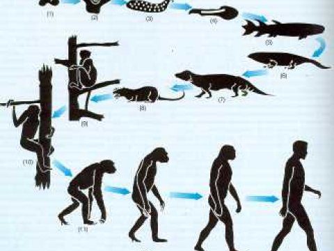 Основные результаты эволюции по Ч.Дарвину