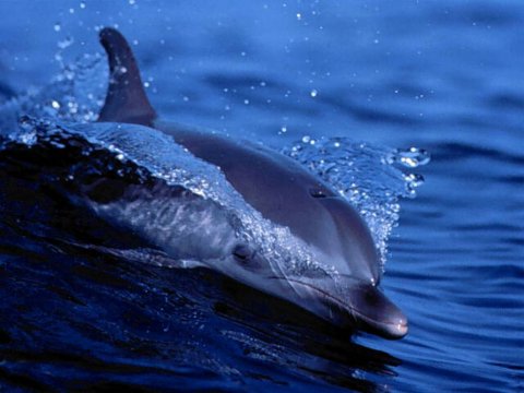 Самки дельфинов во время беременности становятся легкой добычей для хищников