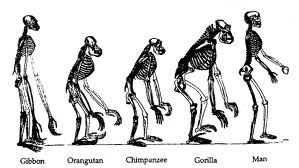 Антропогенез, предки человека и основные этапы его эволюции