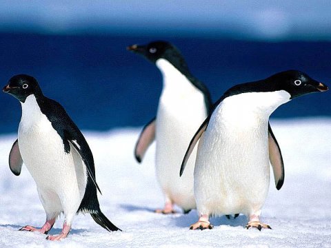 Пингвины считают взмахи крыльями прежде чем всплыть