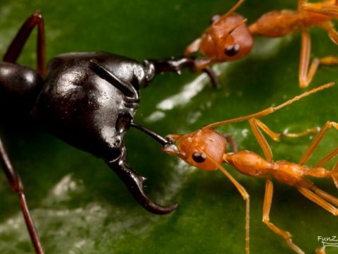 В войне с термитами африканские муравьи используют химическое оружие