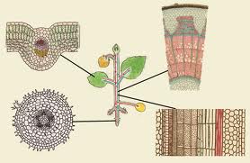 Ткани растений