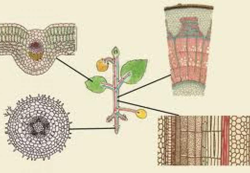Ткани растений