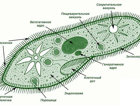 Общая характеристика одноклеточныx