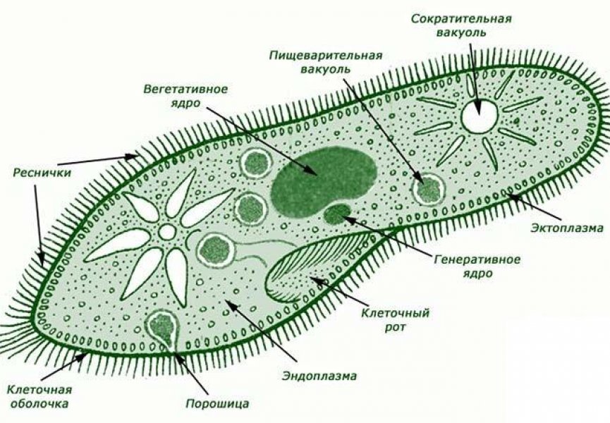 Общая характеристика одноклеточныx