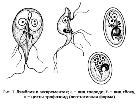 Класс Жгутиковые