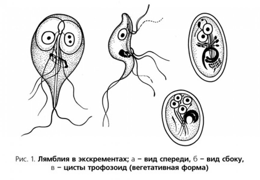 Класс Жгутиковые