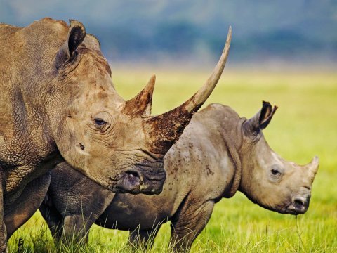 Ученые попытались раскрыть секрет распределения веса носорогов во время ходьбы