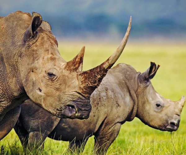 Ученые попытались раскрыть секрет распределения веса носорогов во время ходьбы