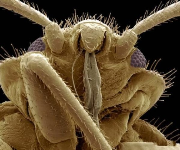 Ученым удалось произвести муравьев-суперсолдат