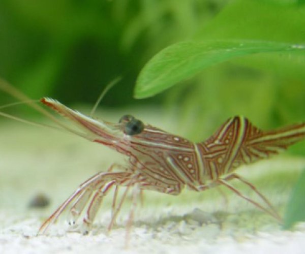 Ученые обнаружили новый вид креветок