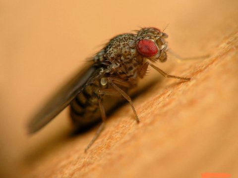 Не только люди могут попадать в алко зависимость