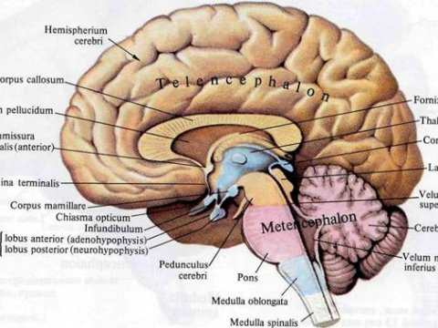 Повторение активности в головном мозге повышает производительность в определенном виде деятельности человека