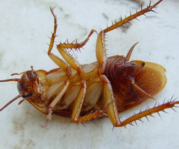 Ученые превратили насекомых в «биобатарейку»