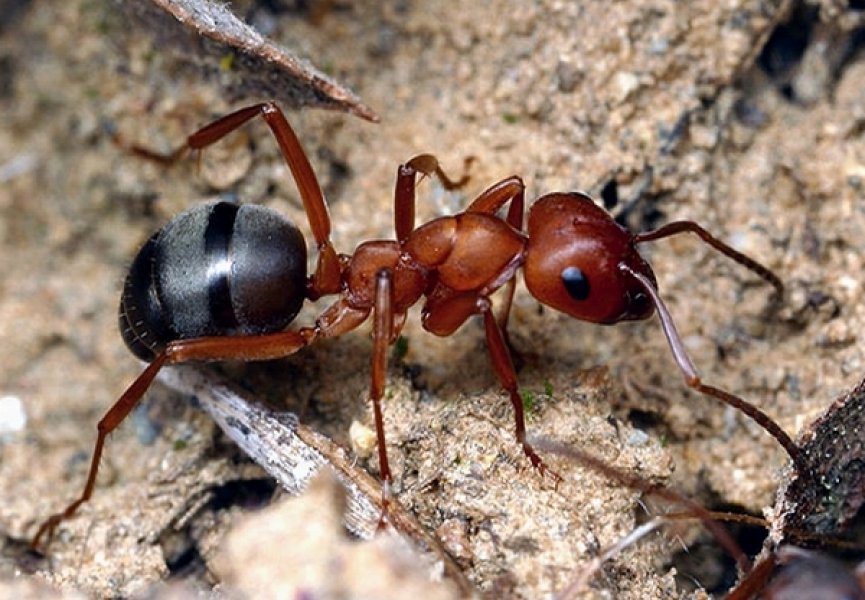 Символическая роль муравьев