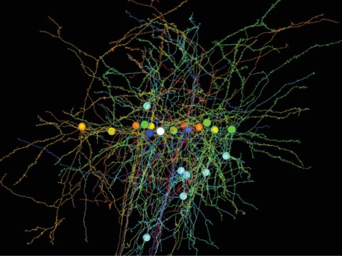 Ученые создали трехмерную карту связей мозга