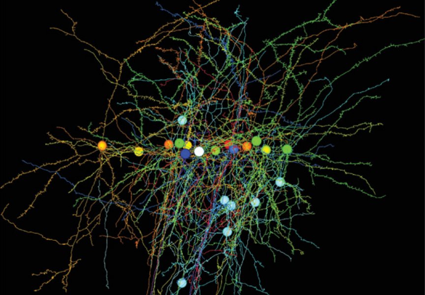 Ученые создали трехмерную карту связей мозга