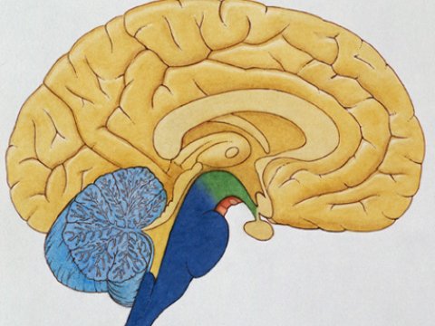Мозг человека и мышей имеет много общего