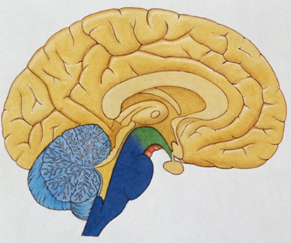 Мозг человека и мышей имеет много общего