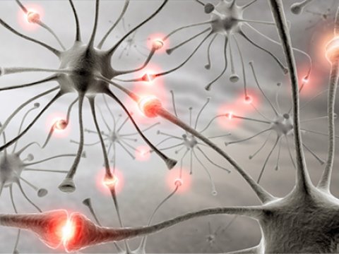 В коре мозга были обнаружены так называемые нейроны-близнецы