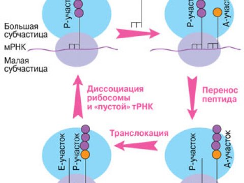 Американские ученые обнаружили новый механизм защиты от токсинов