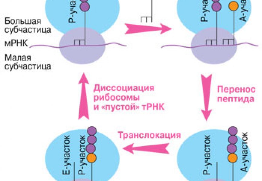 Американские ученые обнаружили новый механизм защиты от токсинов