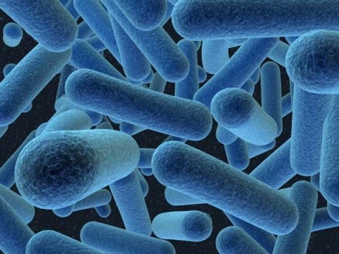 Ученые доказали, что без Фосфора бактерии не могут существовать