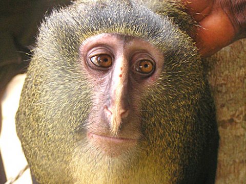 Cercopithecus lomamiensis – новый вид приматов