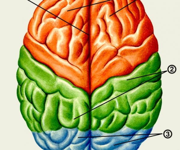 Новое исследование головного мозга позволит по-новому взглянуть на процесс его развития