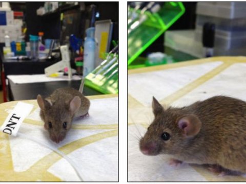Генетики создали мышей-саперов