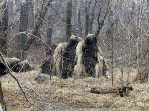 Ученые доказали существование снежного человека