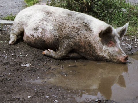 Ученые завершили расшифровку генома свиньи