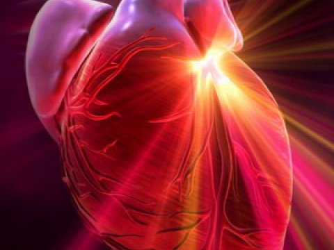 Секрет восстановления сердца после инфаркта скрывается в микроРНК