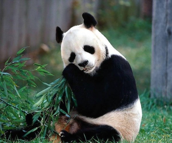 Панда станет «ключом» к лечению многих болезней