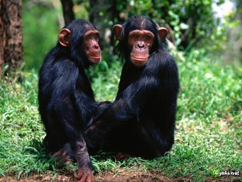 Приматы справедливее чем люди