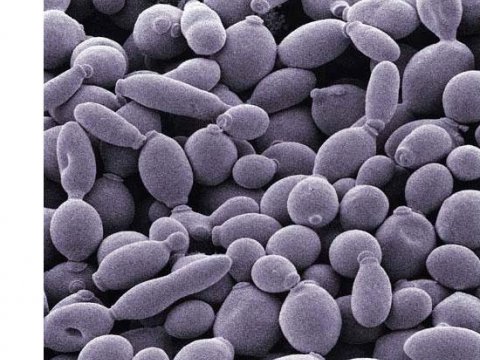 Томским микробиологам удалось обнаружить новые возможности микроорганизмов