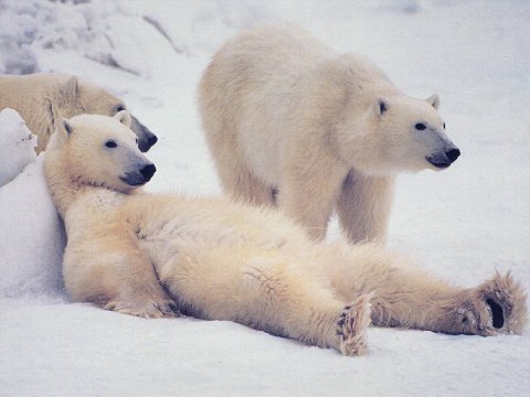 Существует ли связь между бурыми и белыми медведями