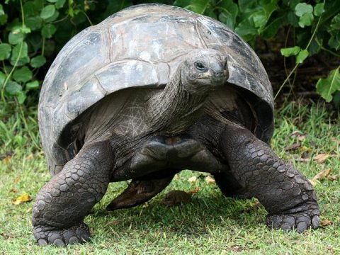 Сейшельские черепахи - вымысел или реальность