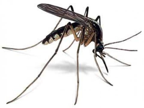 «Современные» комары больше не будут кусать человека