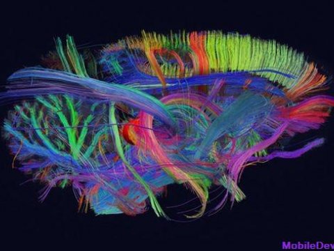 Новая трехмерная модель мозга открывает новые возможности перед неврологами