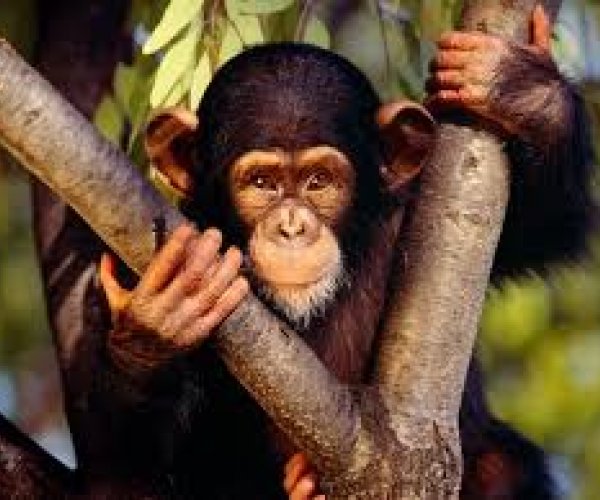 Шимпанзе и орангутанги могут помнить свое прошлое