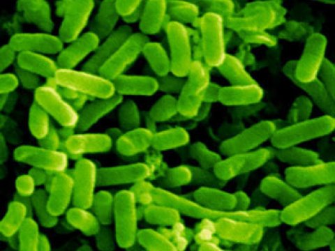 Бактерии в состоянии синтезировать бензин