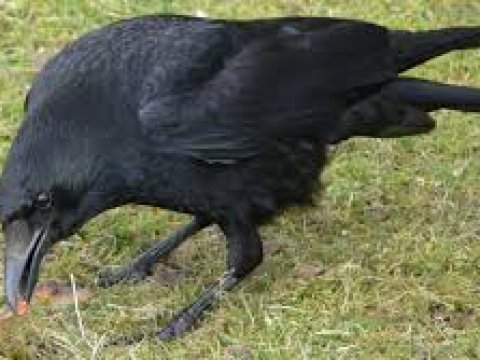 Биологи выяснили механизм интеллектуальной деятельности птиц семейства врановых