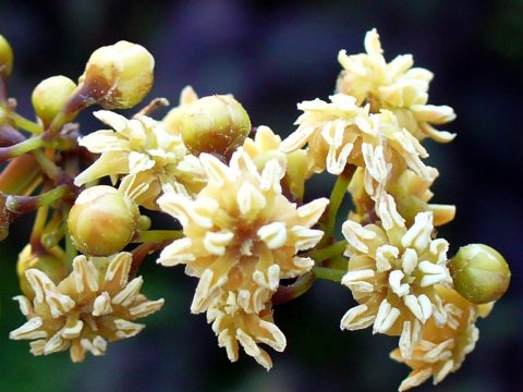 Благодаря амборелле ученые раскрыли тайну происхождения цветковых растений
