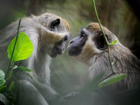 Самки зеленых мартышек лучшие «учителя» чем самцы